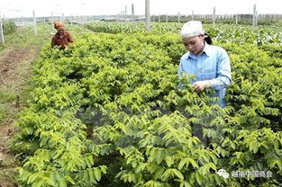 越南河南省 韓國新商機(jī)下的農(nóng)產(chǎn)品生產(chǎn)與加工藍(lán)圖